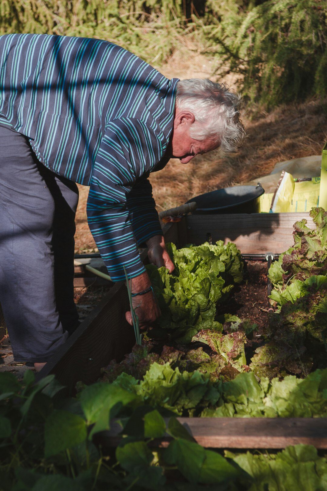 seniors gardening together